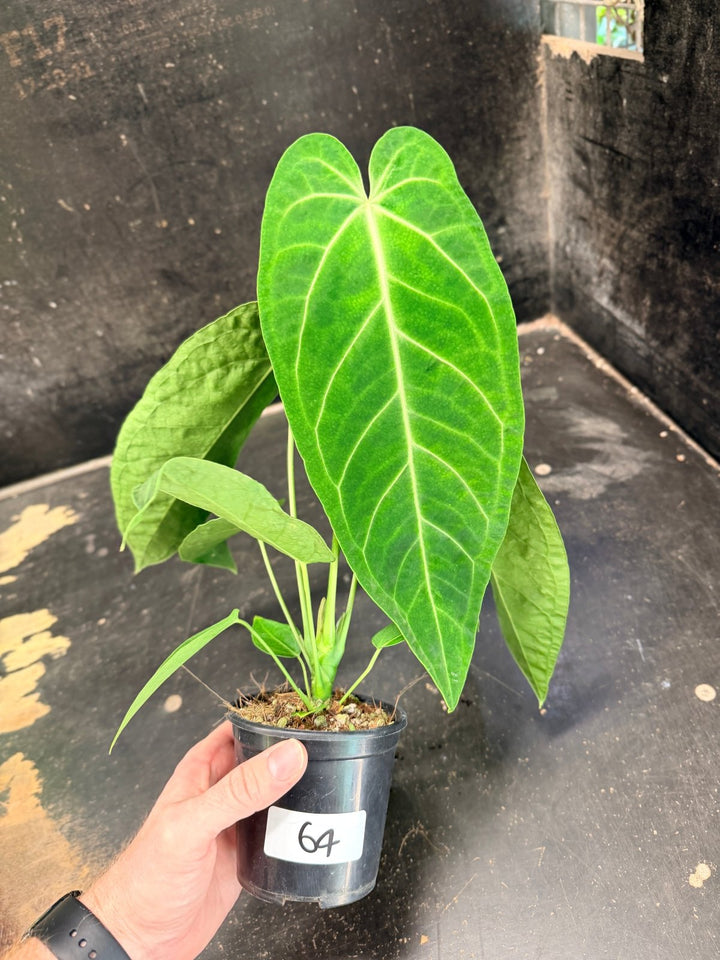 Handpicked 64 - Anthurium Magnificum x Warocqueanum - 100mm Pot | Uprooted