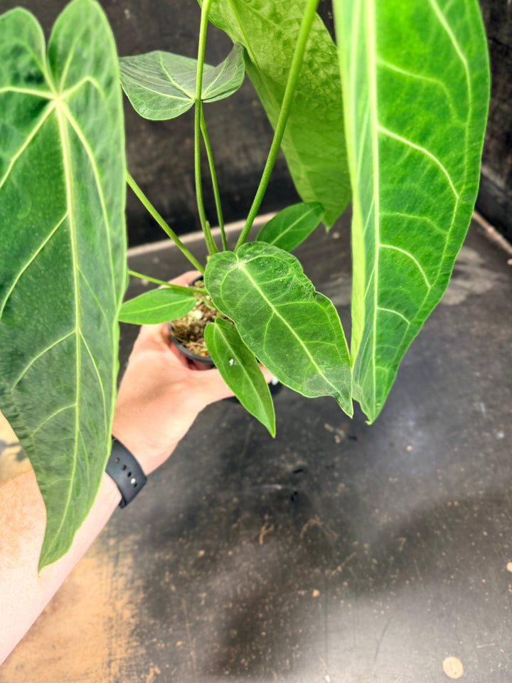 Handpicked 64 - Anthurium Magnificum x Warocqueanum - 100mm Pot | Uprooted