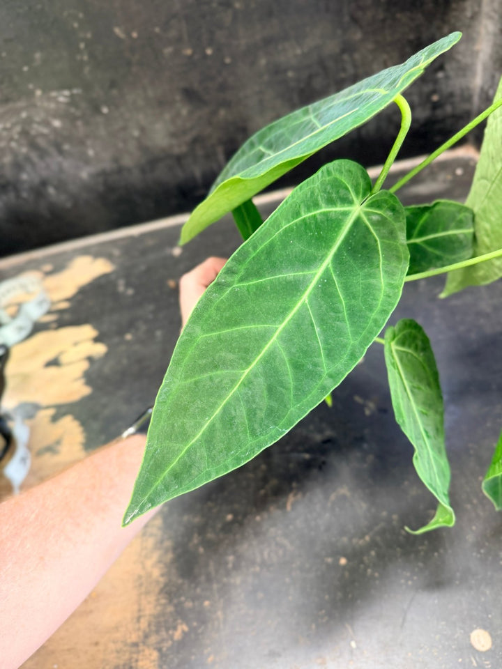 Handpicked 64 - Anthurium Magnificum x Warocqueanum - 100mm Pot | Uprooted