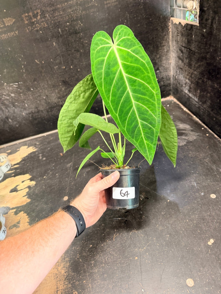 Handpicked 64 - Anthurium Magnificum x Warocqueanum - 100mm Pot | Uprooted