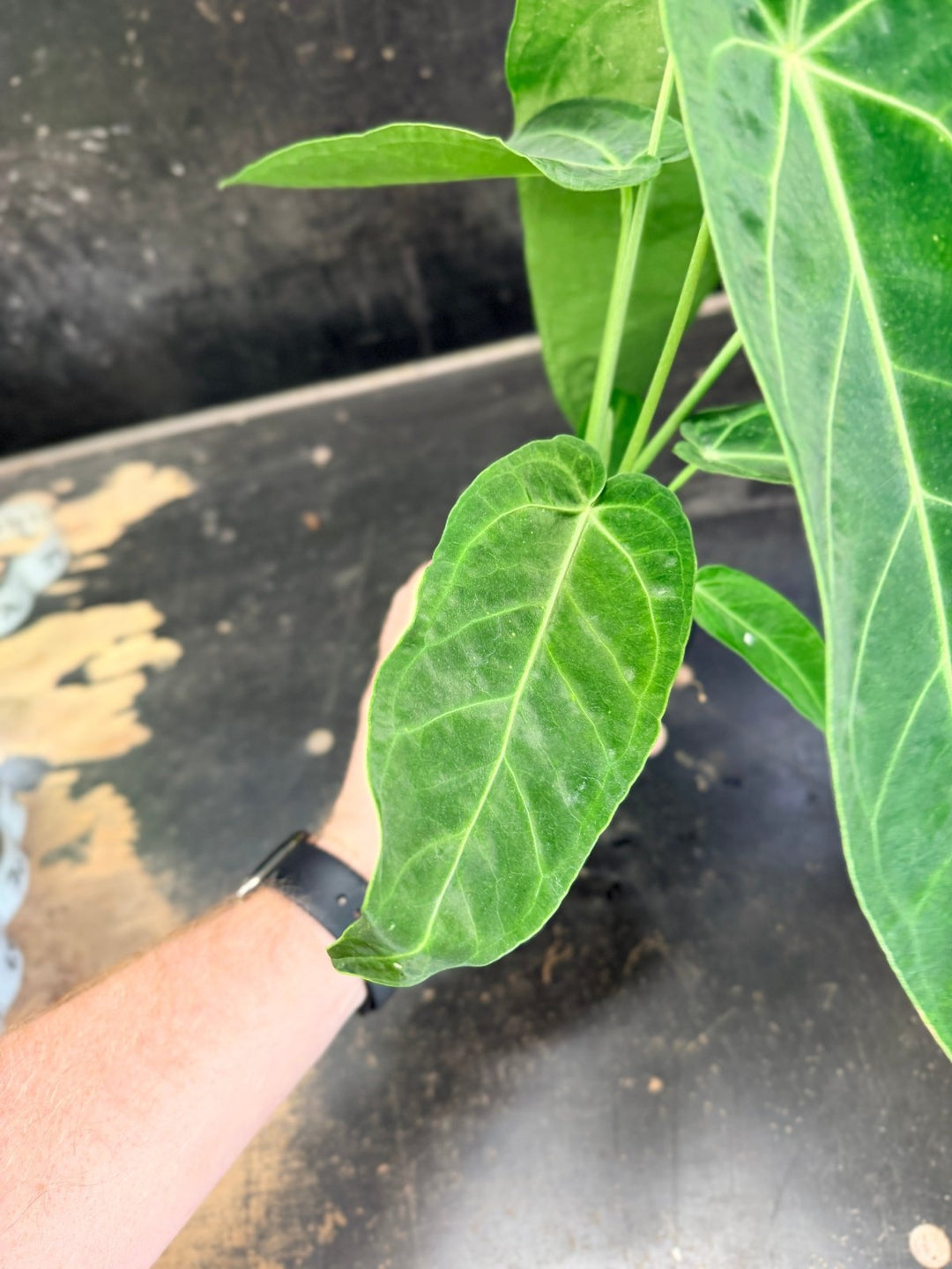 Handpicked 64 - Anthurium Magnificum x Warocqueanum - 100mm Pot | Uprooted