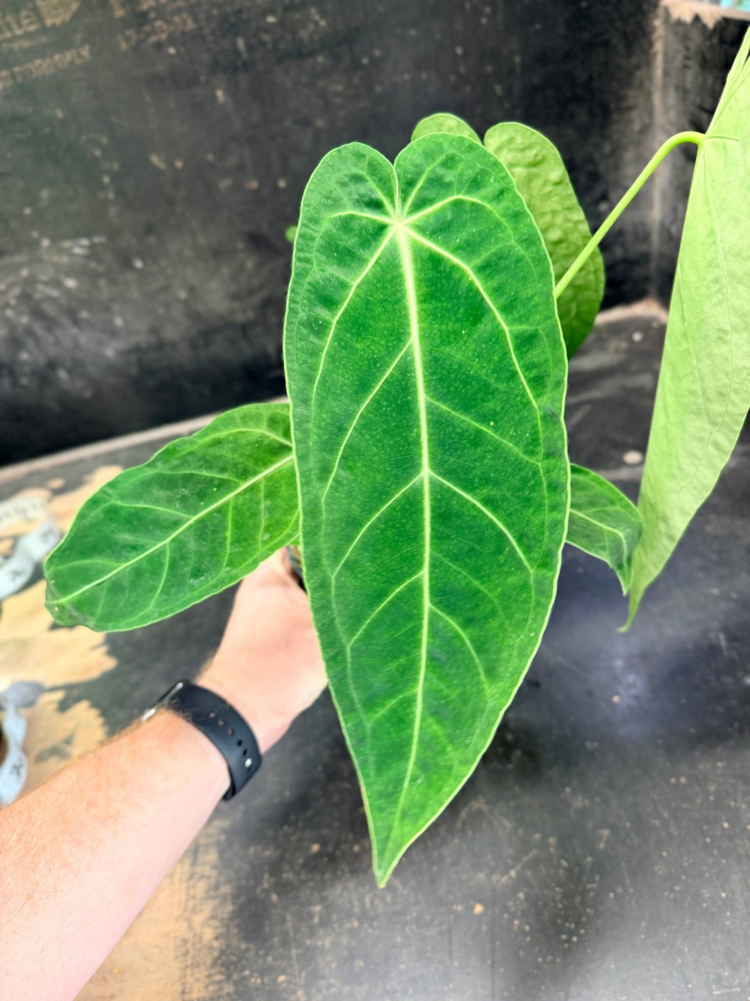 Handpicked 64 - Anthurium Magnificum x Warocqueanum - 100mm Pot | Uprooted