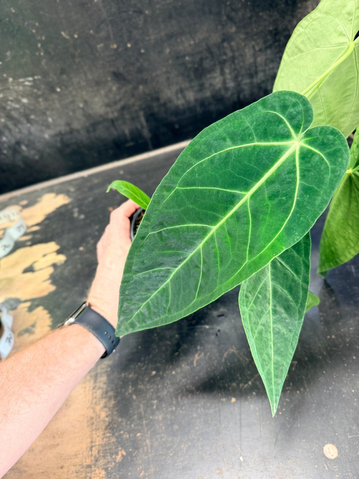 Handpicked 64 - Anthurium Magnificum x Warocqueanum - 100mm Pot | Uprooted