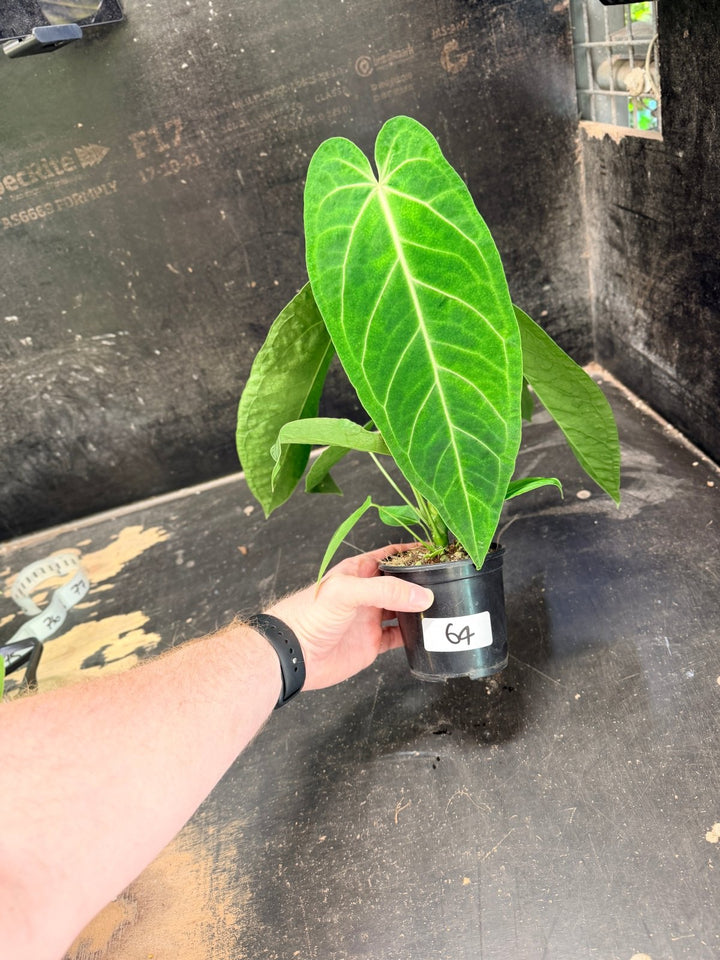 Handpicked 64 - Anthurium Magnificum x Warocqueanum - 100mm Pot | Uprooted