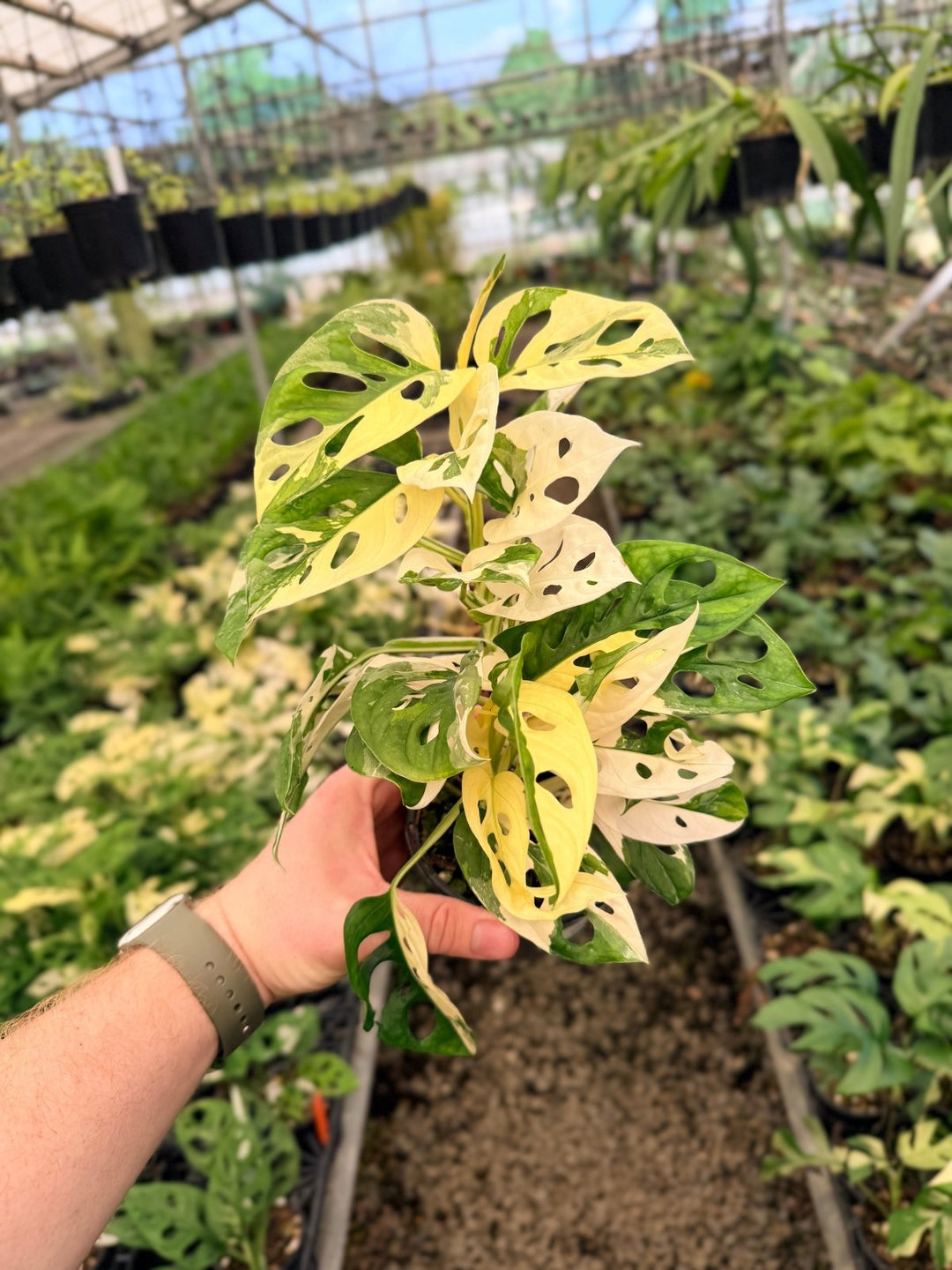 Handpicked 64 - Monstera Adansonii - Monkey Mask - Variegated Albo | Uprooted