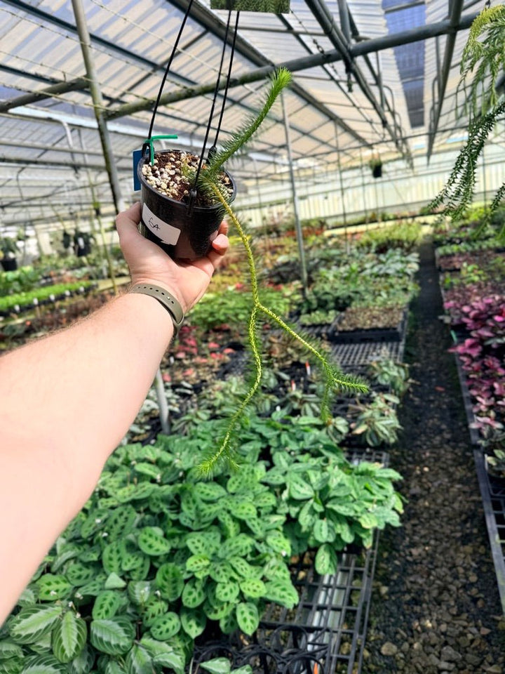 Handpicked 64 - Phlegmariurus squarrosus [Huperzia squarrosa] - PNG Rock / Water Tassel | Uprooted