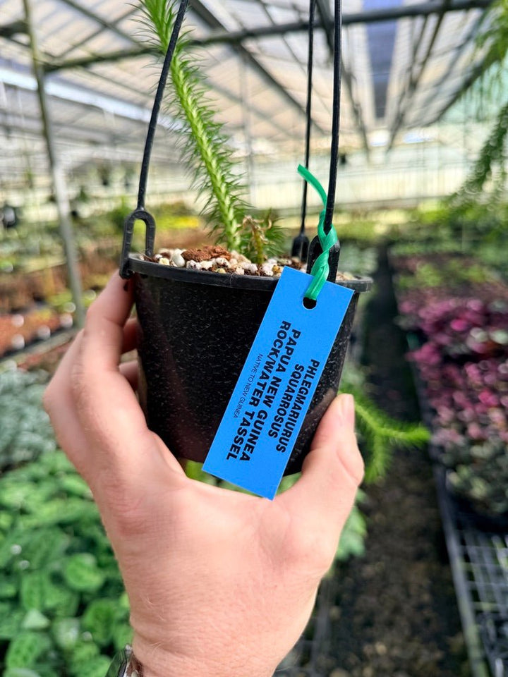 Handpicked 64 - Phlegmariurus squarrosus [Huperzia squarrosa] - PNG Rock / Water Tassel | Uprooted