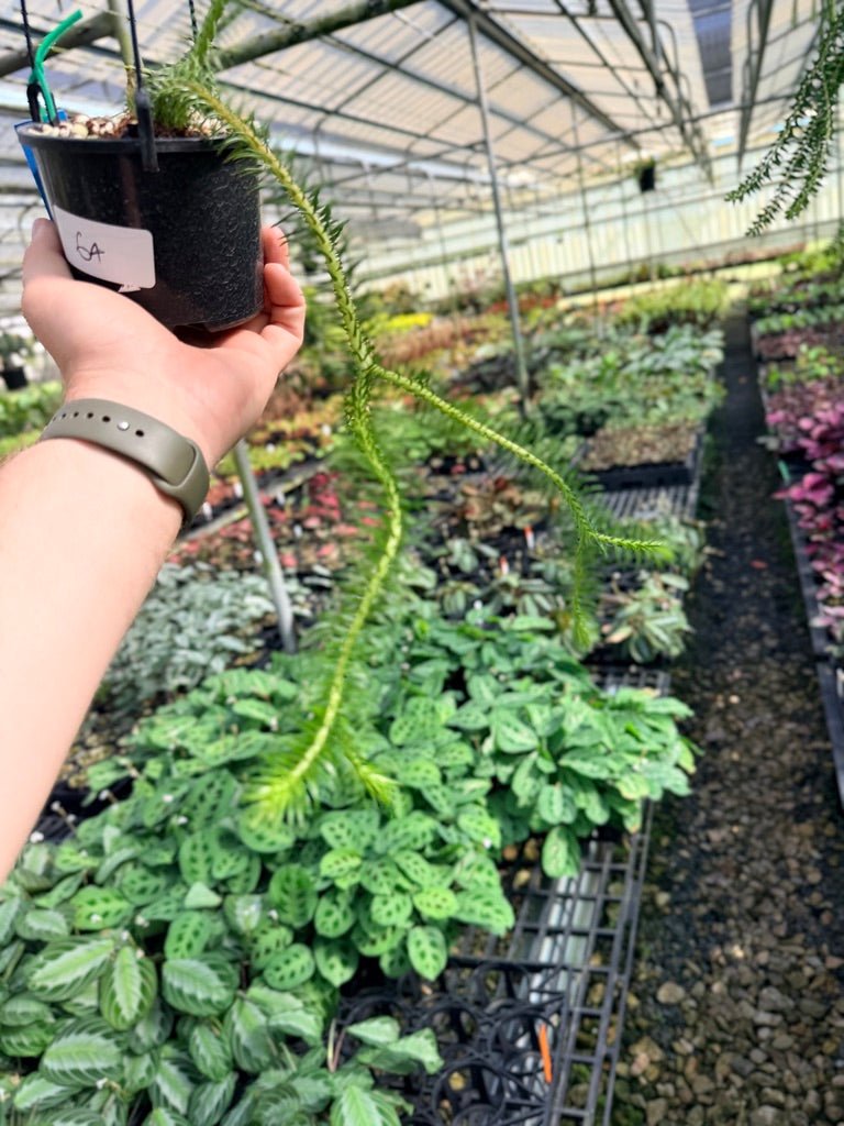 Handpicked 64 - Phlegmariurus squarrosus [Huperzia squarrosa] - PNG Rock / Water Tassel | Uprooted