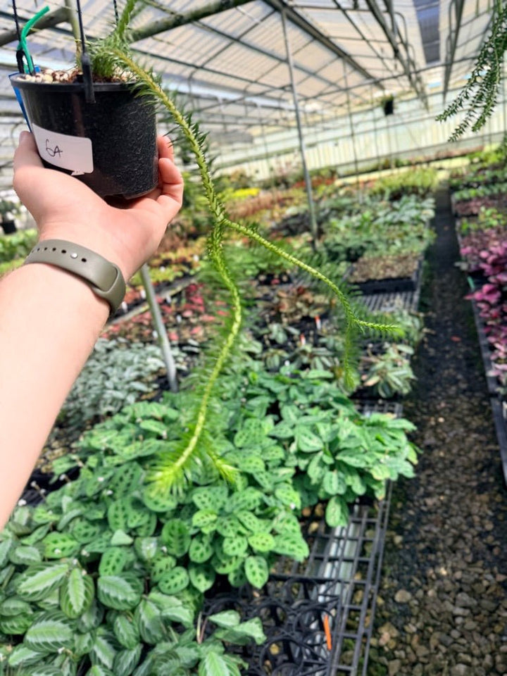 Handpicked 64 - Phlegmariurus squarrosus [Huperzia squarrosa] - PNG Rock / Water Tassel | Uprooted