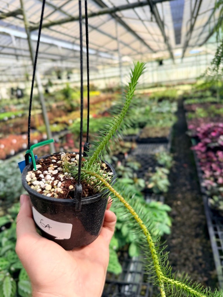 Handpicked 64 - Phlegmariurus squarrosus [Huperzia squarrosa] - PNG Rock / Water Tassel | Uprooted