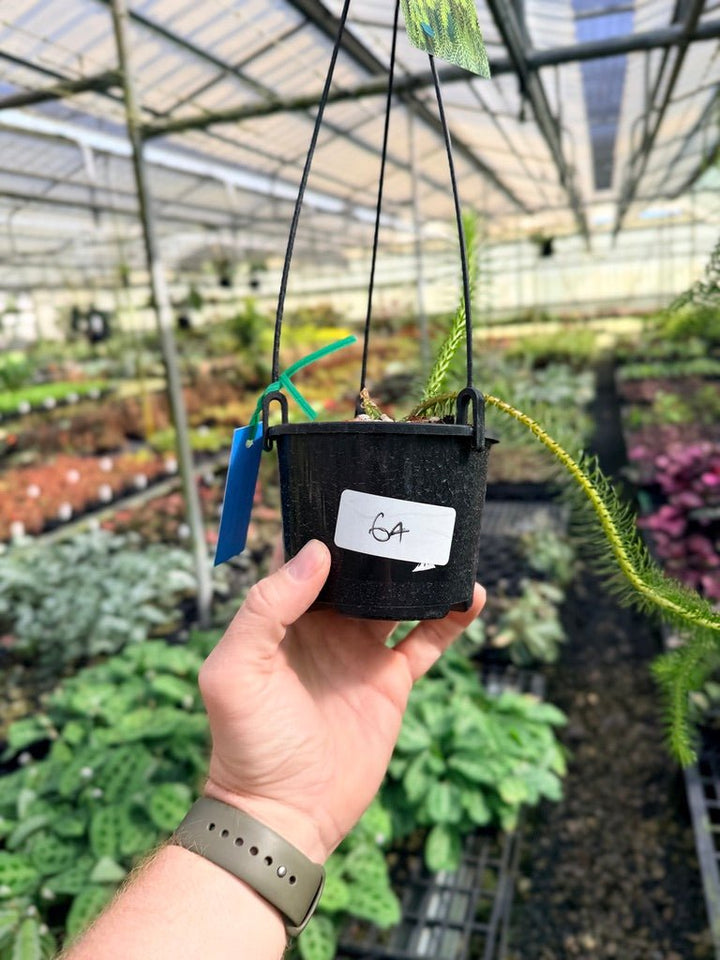 Handpicked 64 - Phlegmariurus squarrosus [Huperzia squarrosa] - PNG Rock / Water Tassel | Uprooted