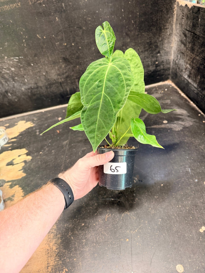 Handpicked 65 - Anthurium Magnificum x Warocqueanum - 100mm Pot | Uprooted
