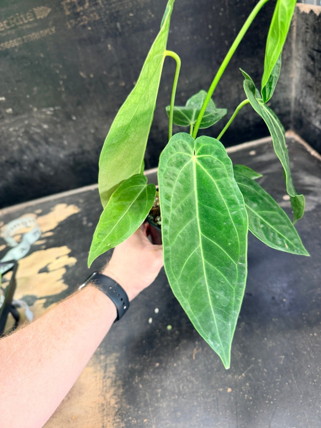 Handpicked 65 - Anthurium Magnificum x Warocqueanum - 100mm Pot | Uprooted