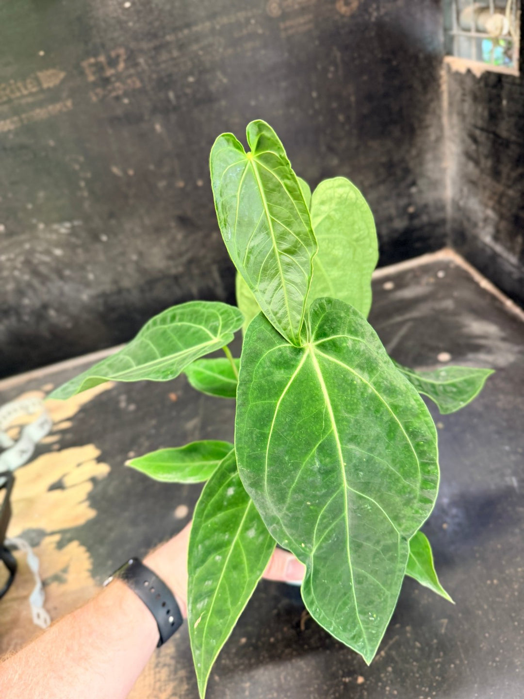Handpicked 65 - Anthurium Magnificum x Warocqueanum - 100mm Pot | Uprooted