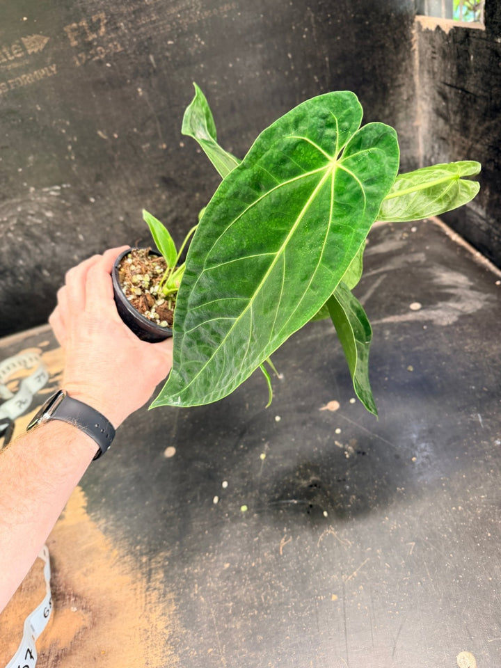 Handpicked 65 - Anthurium Magnificum x Warocqueanum - 100mm Pot | Uprooted
