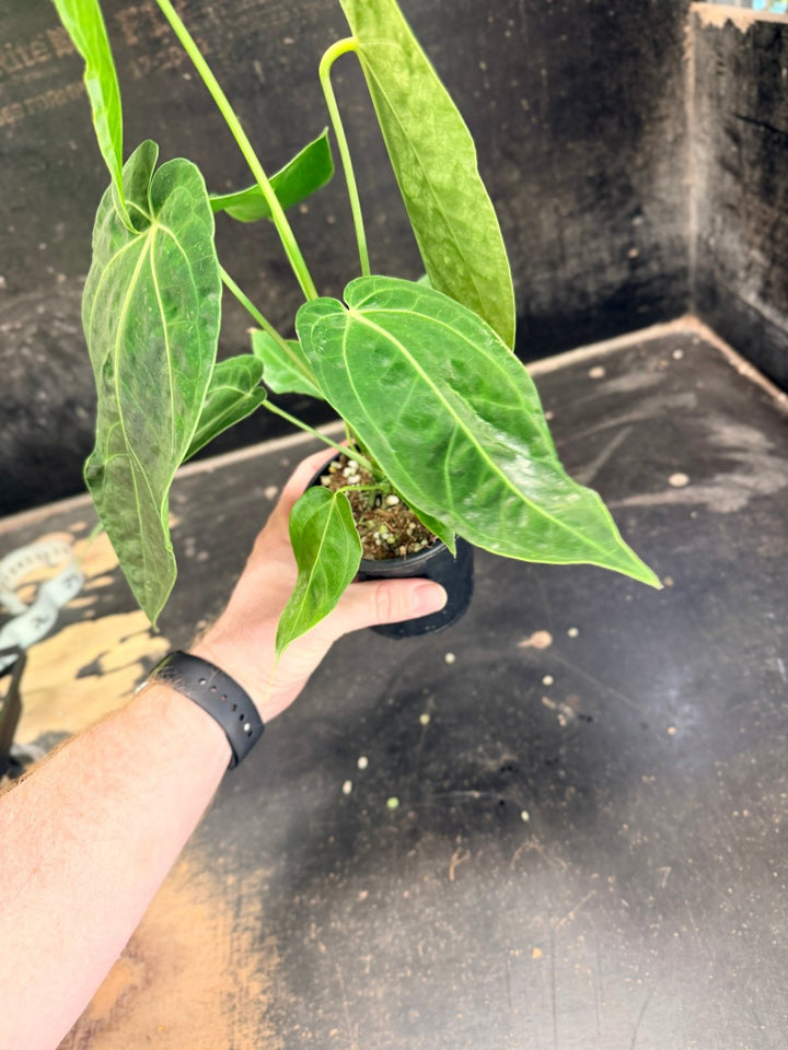 Handpicked 65 - Anthurium Magnificum x Warocqueanum - 100mm Pot | Uprooted