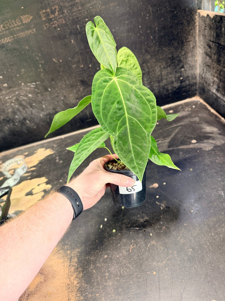 Handpicked 65 - Anthurium Magnificum x Warocqueanum - 100mm Pot | Uprooted