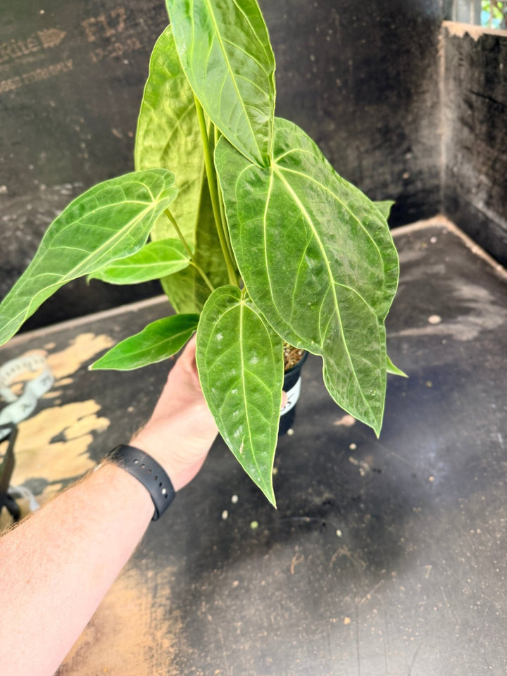 Handpicked 65 - Anthurium Magnificum x Warocqueanum - 100mm Pot | Uprooted
