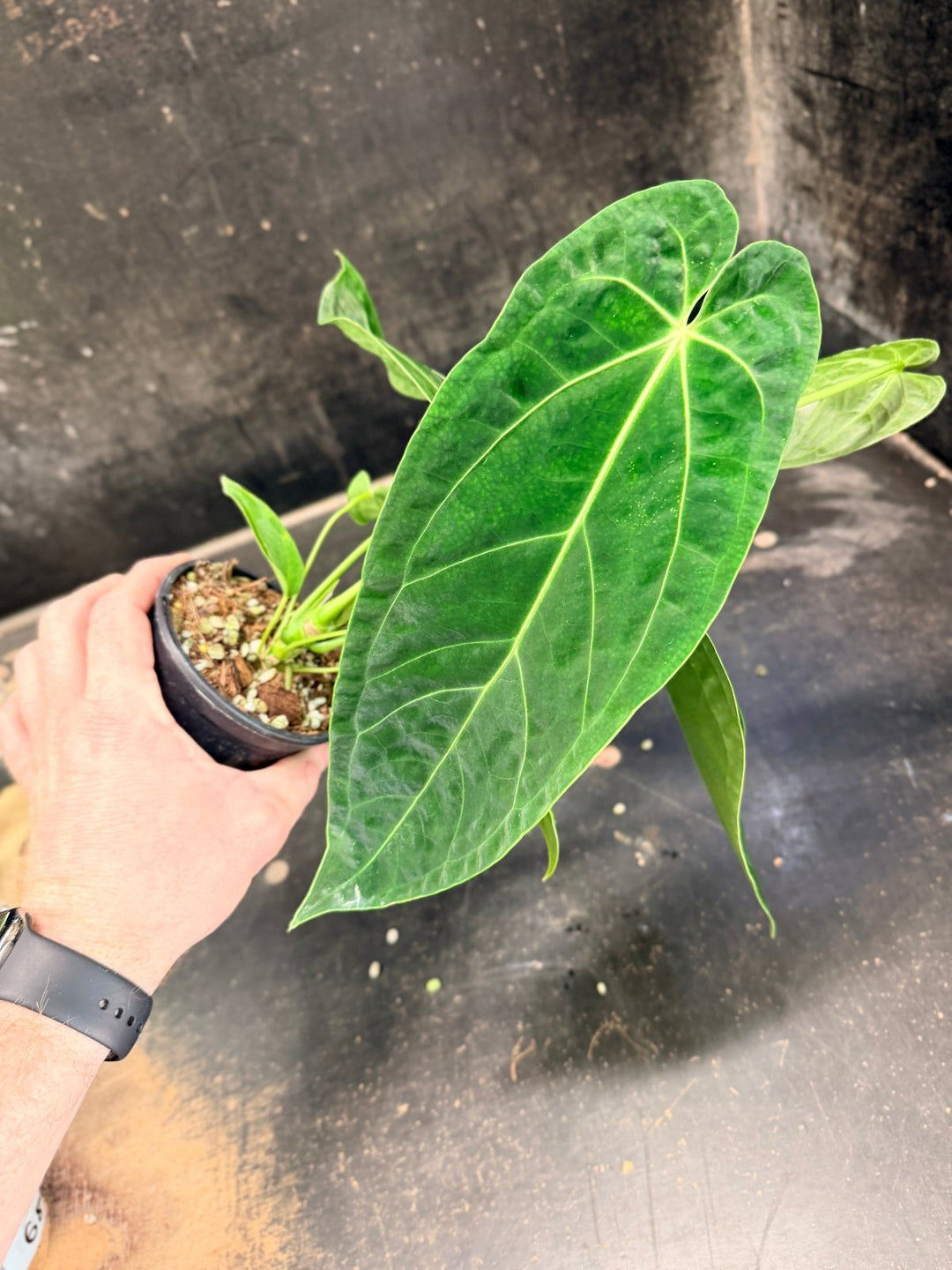 Handpicked 65 - Anthurium Magnificum x Warocqueanum - 100mm Pot | Uprooted