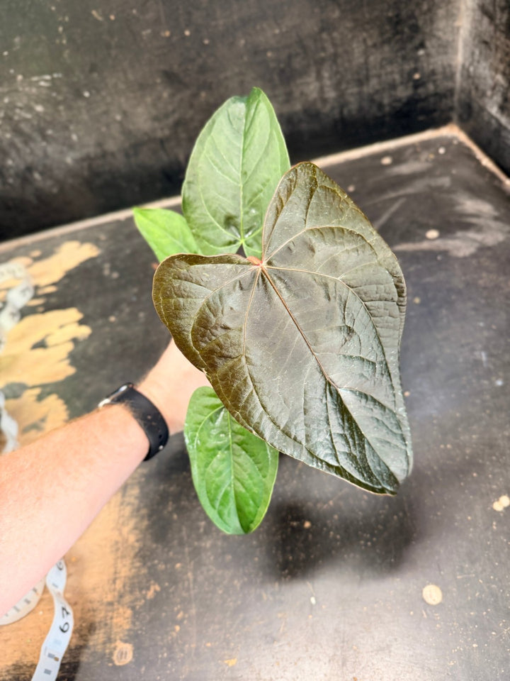 Handpicked 66 - Anthurium Queen Of Hearts - 100mm Pot | Uprooted