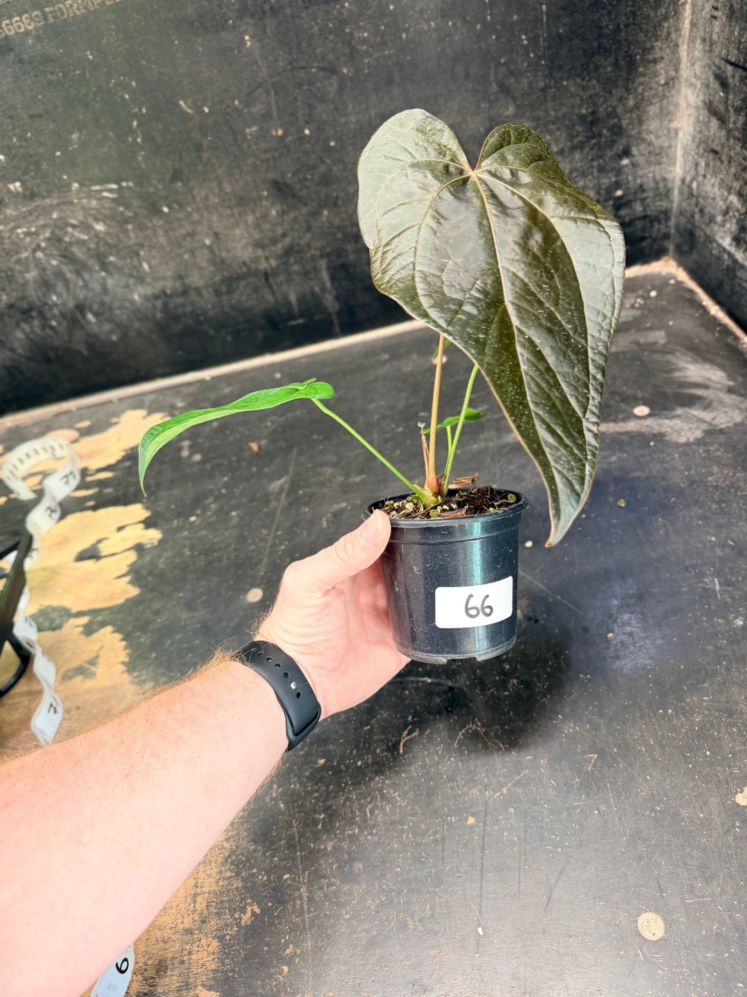 Handpicked 66 - Anthurium Queen Of Hearts - 100mm Pot | Uprooted