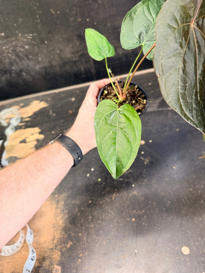 Handpicked 66 - Anthurium Queen Of Hearts - 100mm Pot | Uprooted