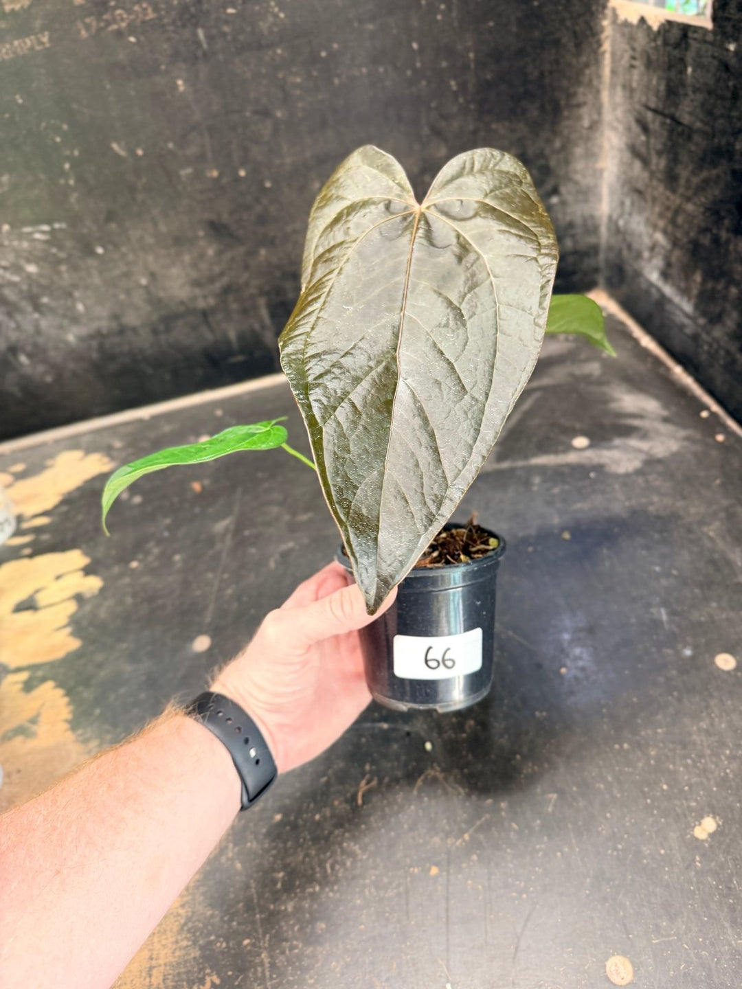 Handpicked 66 - Anthurium Queen Of Hearts - 100mm Pot | Uprooted