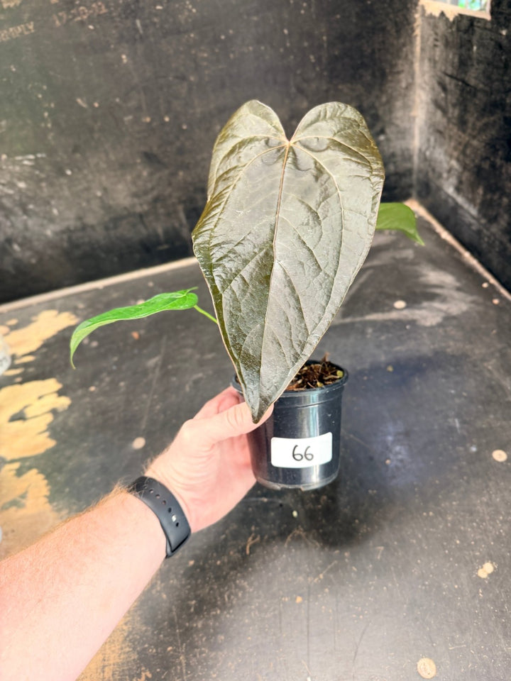 Handpicked 66 - Anthurium Queen Of Hearts - 100mm Pot | Uprooted