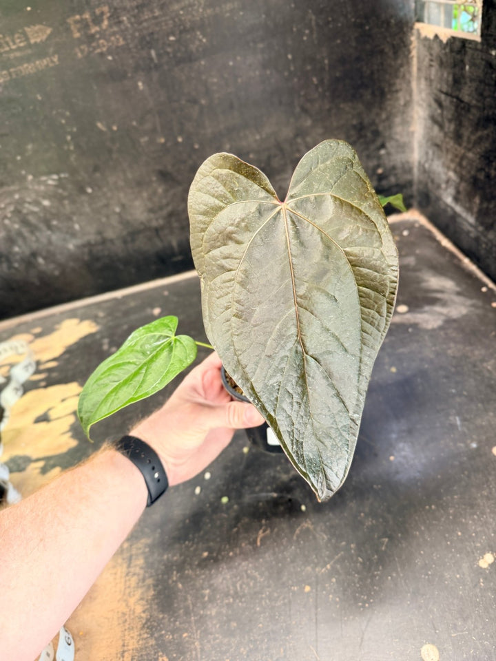 Handpicked 66 - Anthurium Queen Of Hearts - 100mm Pot | Uprooted