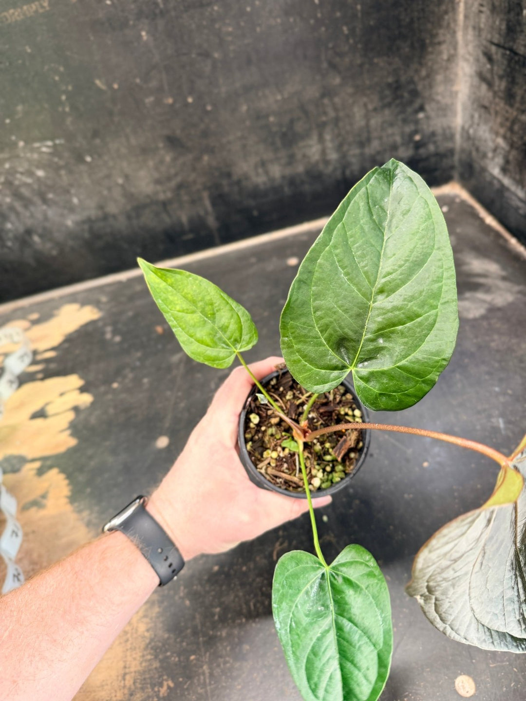Handpicked 66 - Anthurium Queen Of Hearts - 100mm Pot | Uprooted
