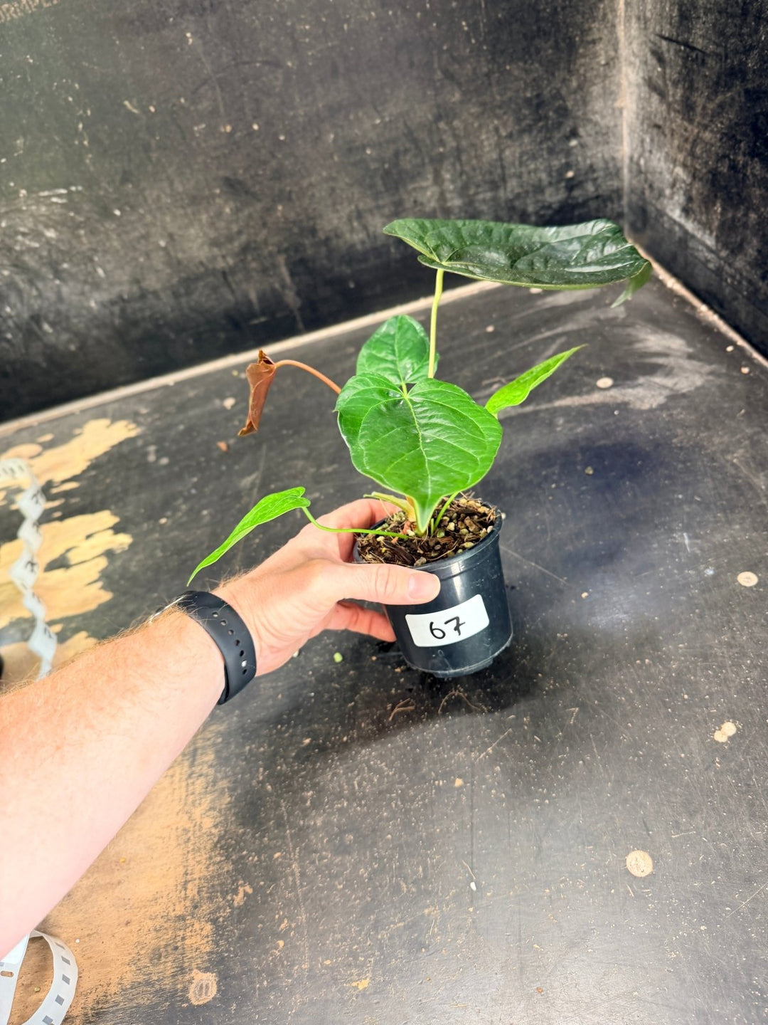Handpicked 67 - Anthurium Queen Of Hearts - 100mm Pot | Uprooted