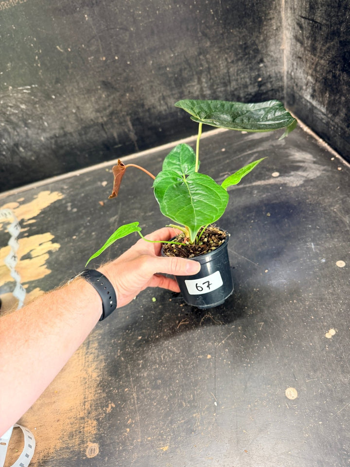 Handpicked 67 - Anthurium Queen Of Hearts - 100mm Pot | Uprooted