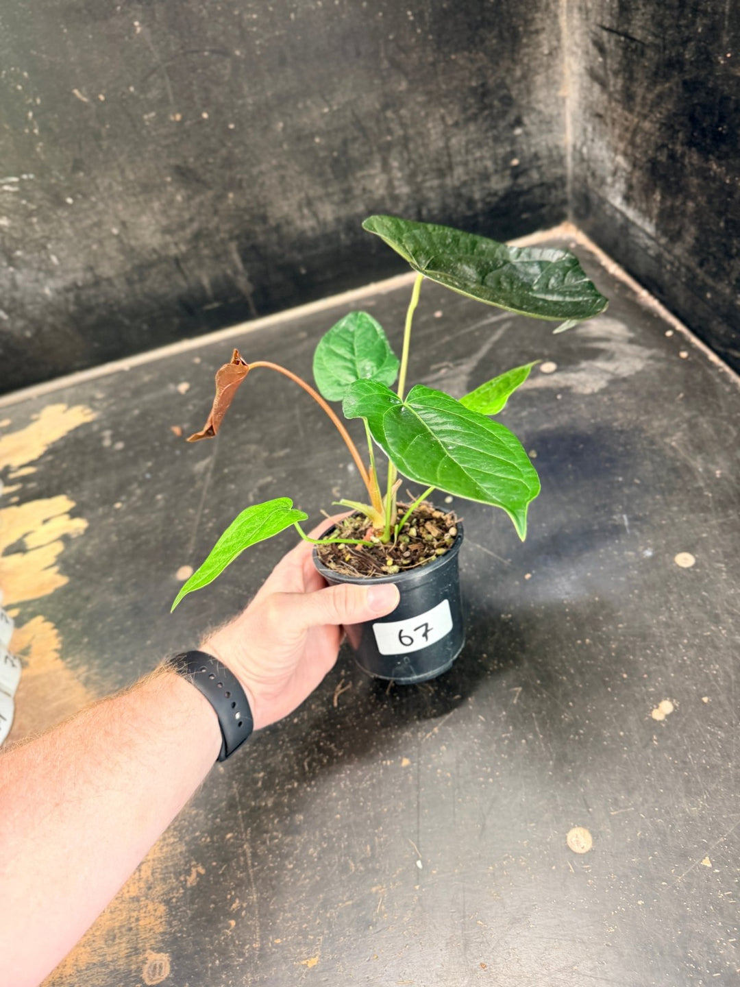 Handpicked 67 - Anthurium Queen Of Hearts - 100mm Pot | Uprooted