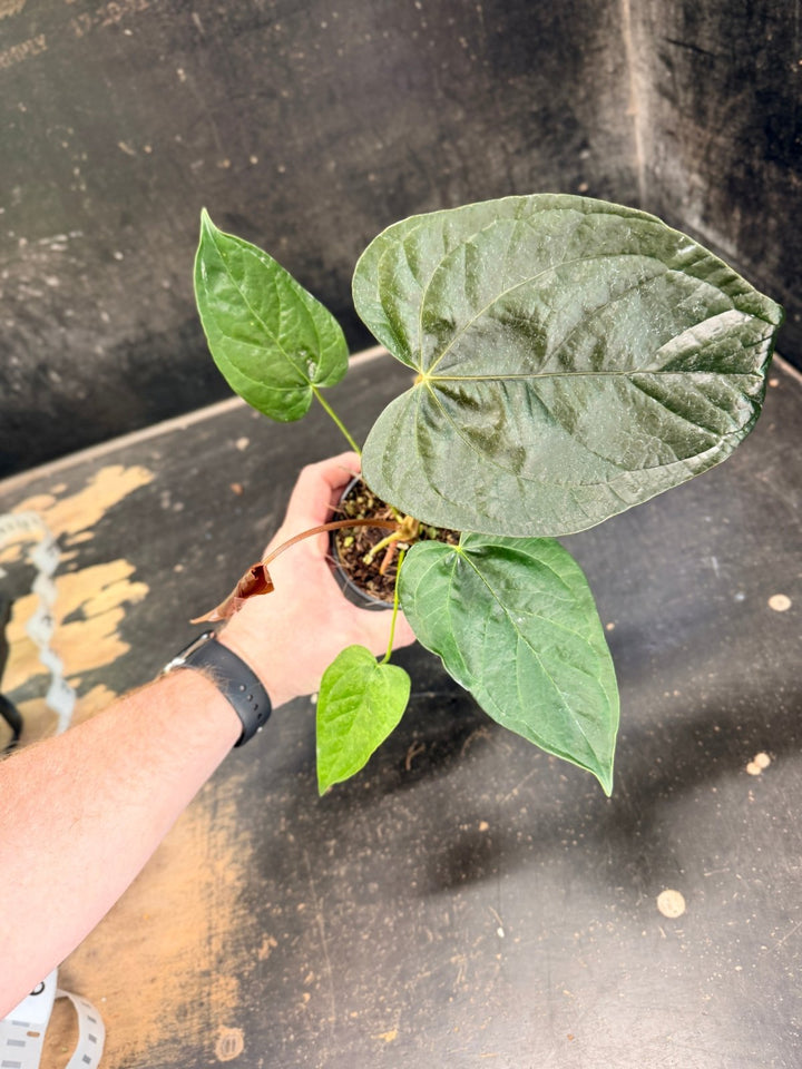 Handpicked 67 - Anthurium Queen Of Hearts - 100mm Pot | Uprooted