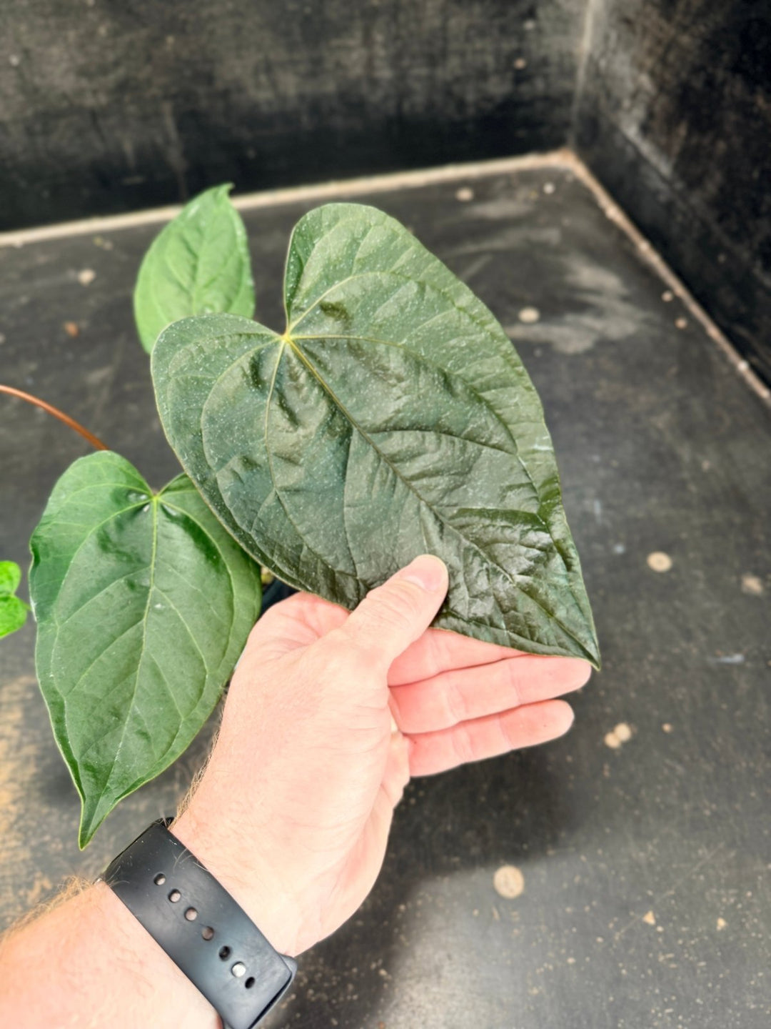 Handpicked 67 - Anthurium Queen Of Hearts - 100mm Pot | Uprooted