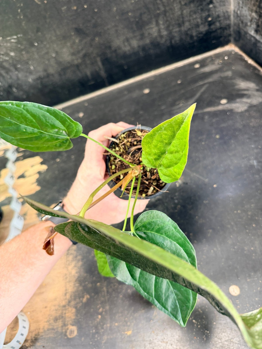 Handpicked 67 - Anthurium Queen Of Hearts - 100mm Pot | Uprooted
