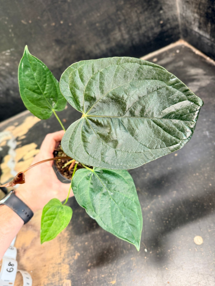 Handpicked 67 - Anthurium Queen Of Hearts - 100mm Pot | Uprooted