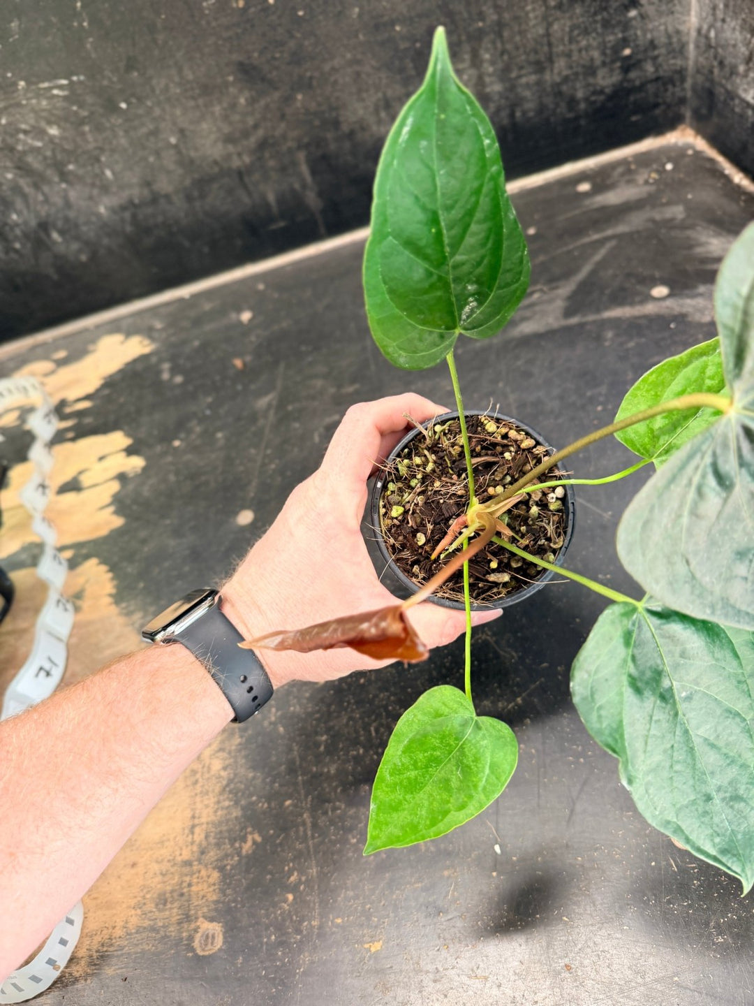 Handpicked 67 - Anthurium Queen Of Hearts - 100mm Pot | Uprooted