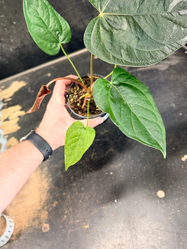 Handpicked 67 - Anthurium Queen Of Hearts - 100mm Pot | Uprooted