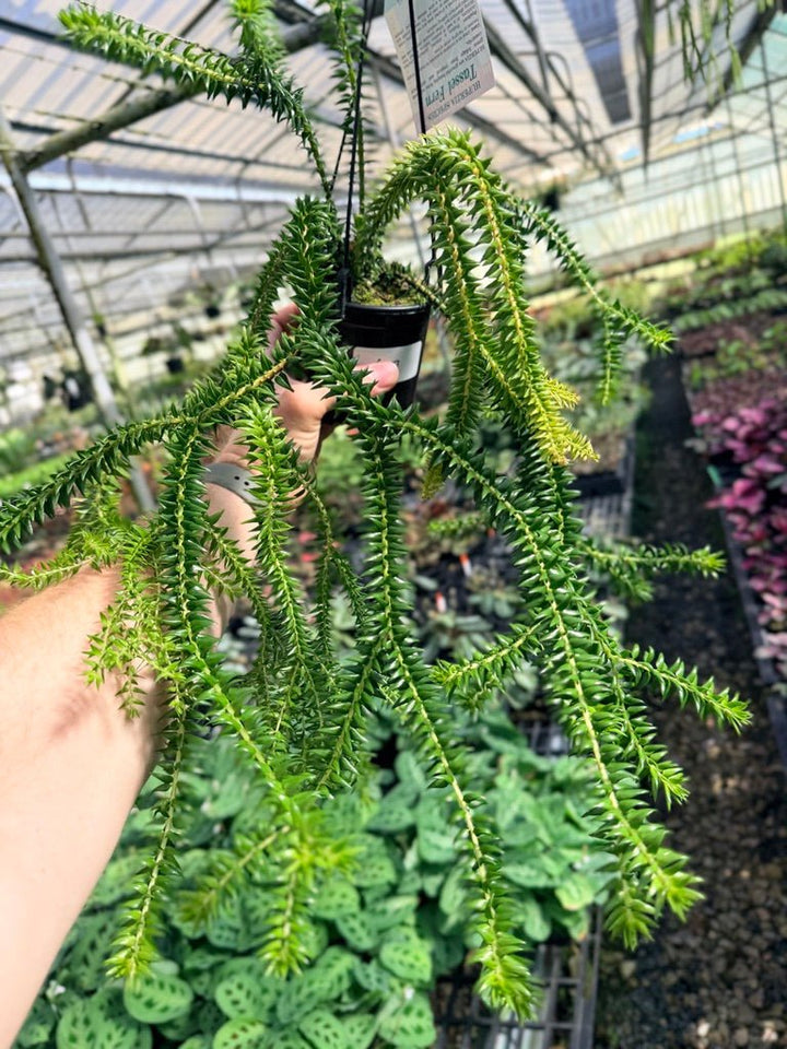 Handpicked 67 - Huperzia Phlegmaria - QLD black stem | Uprooted