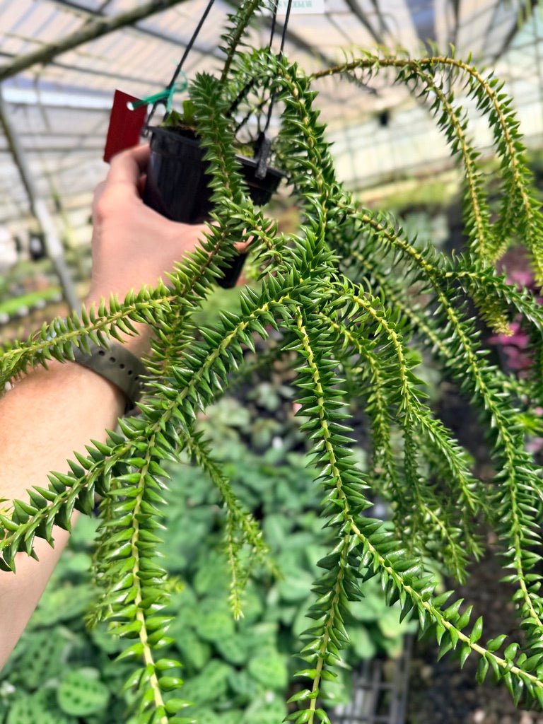 Handpicked 67 - Huperzia Phlegmaria - QLD black stem | Uprooted