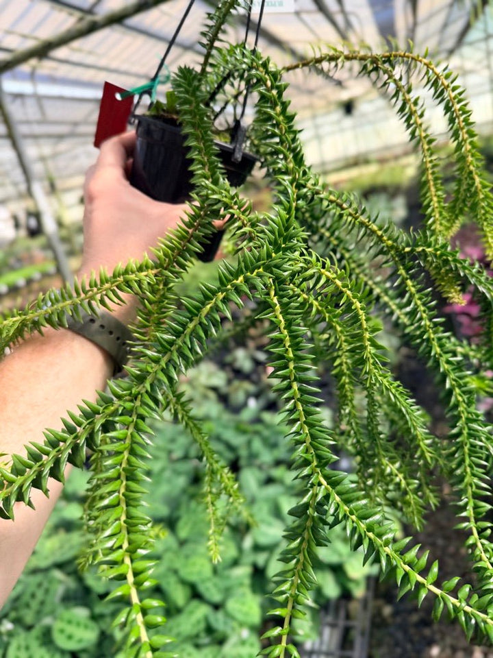 Handpicked 67 - Huperzia Phlegmaria - QLD black stem | Uprooted