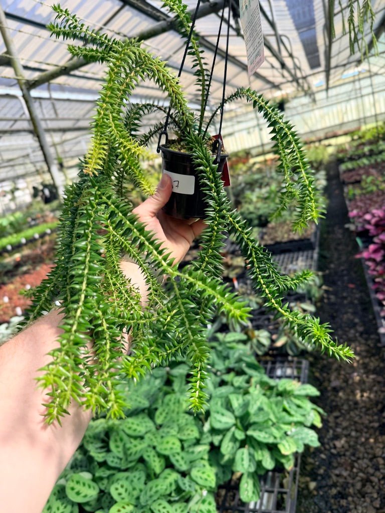 Handpicked 67 - Huperzia Phlegmaria - QLD black stem | Uprooted