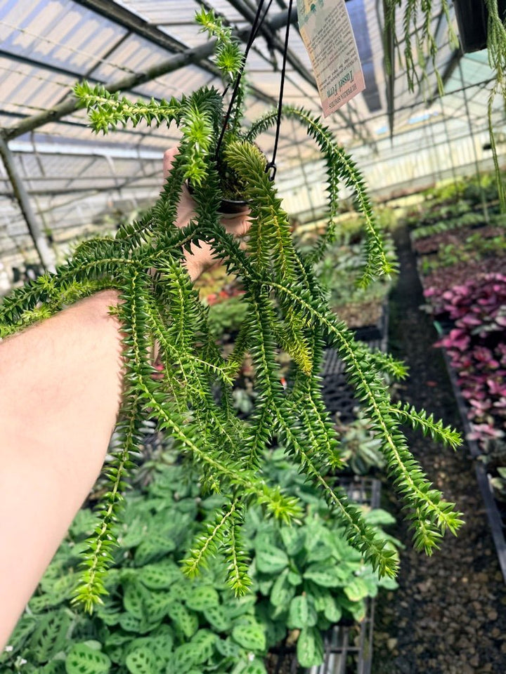 Handpicked 67 - Huperzia Phlegmaria - QLD black stem | Uprooted