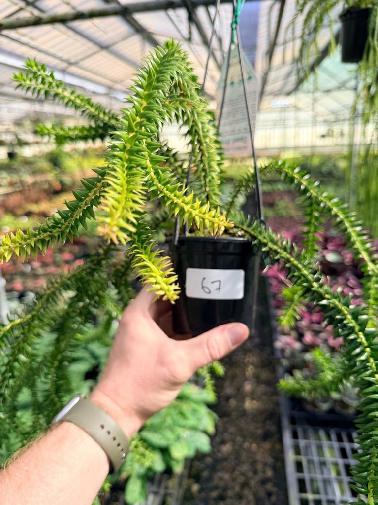 Handpicked 67 - Huperzia Phlegmaria - QLD black stem | Uprooted