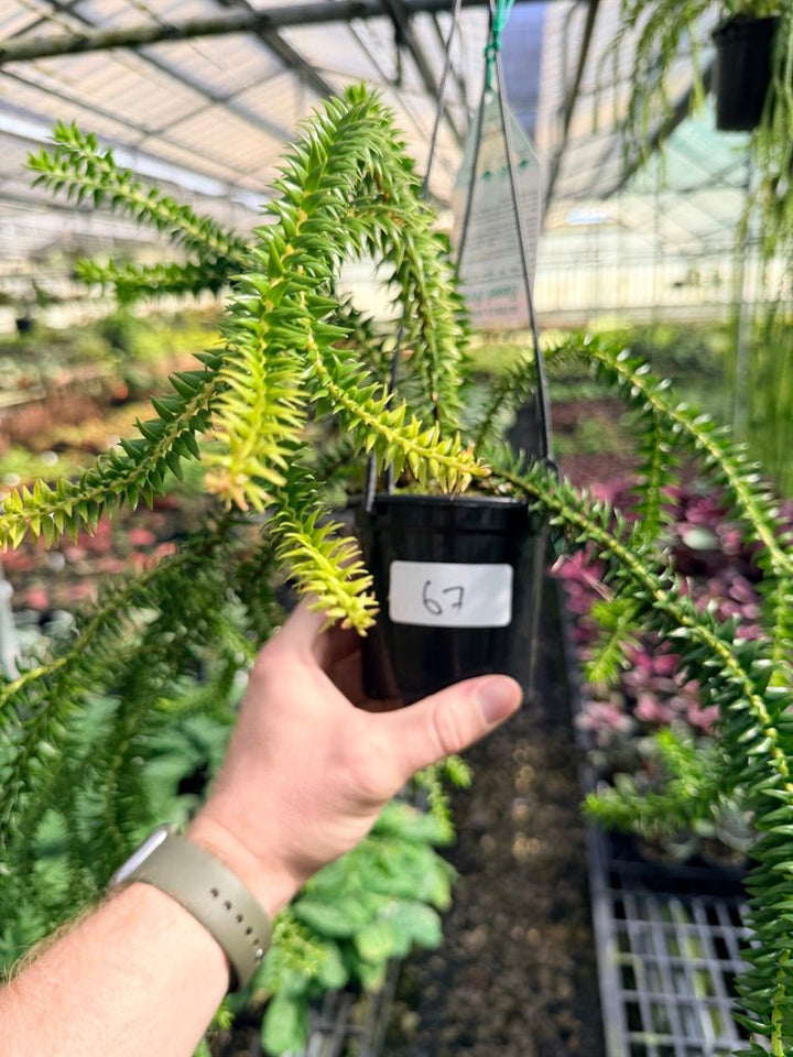 Handpicked 67 - Huperzia Phlegmaria - QLD black stem | Uprooted