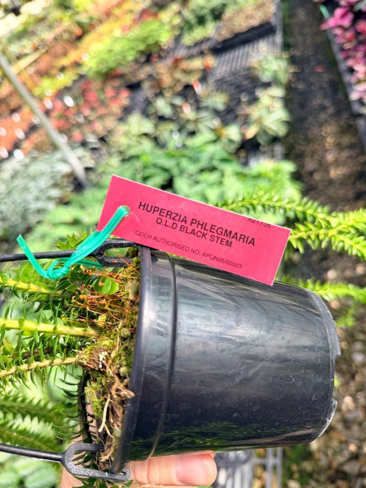 Handpicked 67 - Huperzia Phlegmaria - QLD black stem | Uprooted