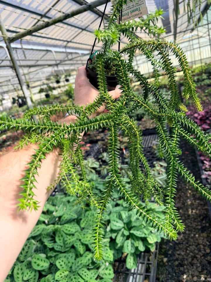 Handpicked 67 - Huperzia Phlegmaria - QLD black stem | Uprooted