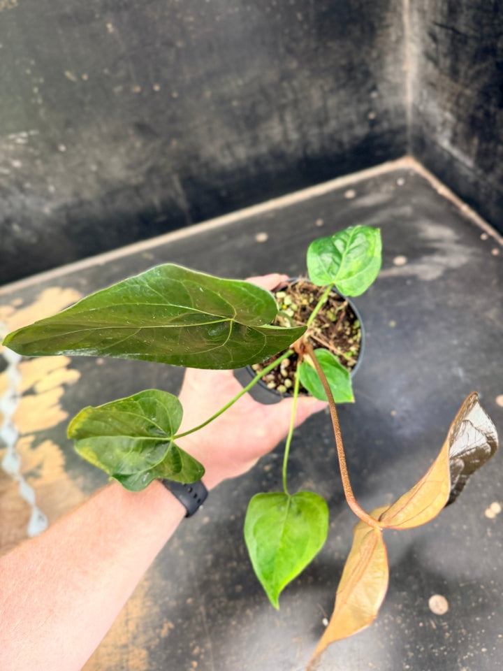 Handpicked 68 - Anthurium Queen Of Hearts - 100mm Pot | Uprooted