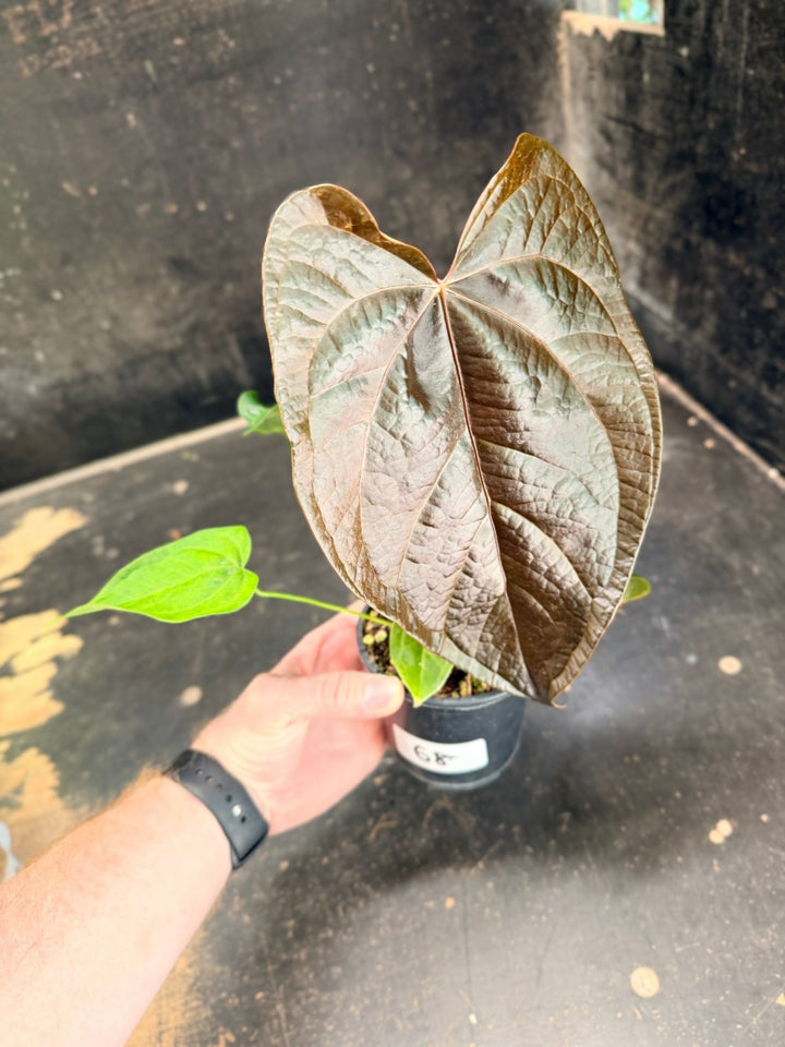 Handpicked 68 - Anthurium Queen Of Hearts - 100mm Pot | Uprooted